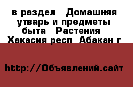  в раздел : Домашняя утварь и предметы быта » Растения . Хакасия респ.,Абакан г.